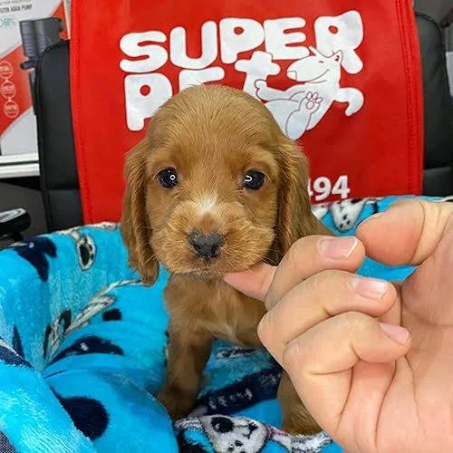 Cachorros Cocker de venta