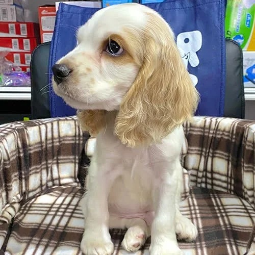 Comprar un perro cocker con factura y garantía