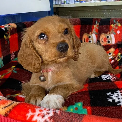 Comprar un perro cocker con factura y garantía