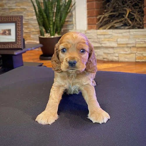 Comprar un perro cocker con factura y garantía