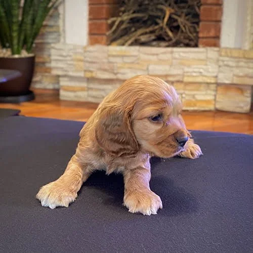 Comprar un cachorro cocker con factura y garantía