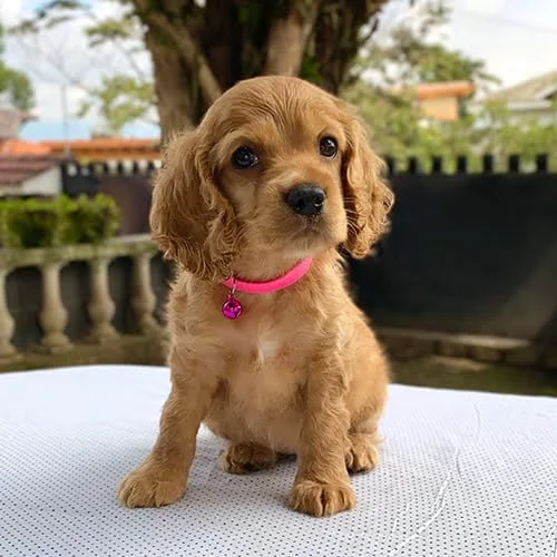 Cachorros Cocker de venta en Ecuador