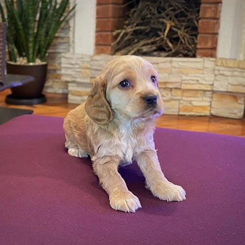 Precio de un perro cocker