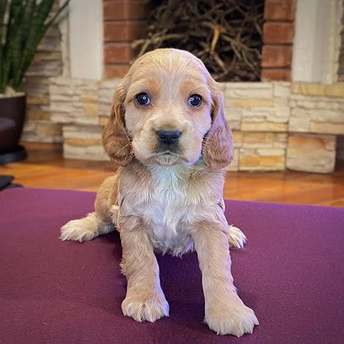 Cachorros Cocker de venta en Ecuador
