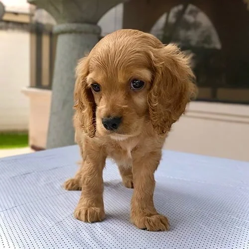 Comprar un perro cocker con tarjeta de crédito