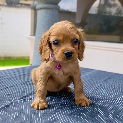 Comprar un perro cocker con tarjeta de crédito