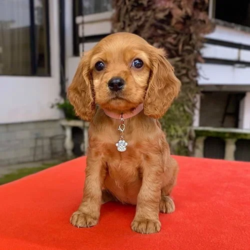 Venta de perros cocker con factura y garantía