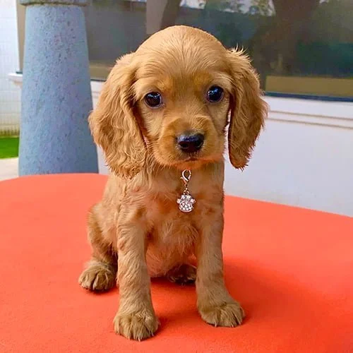 Envíos a Guayaquil, Machala, Cuenca, Quito y todo Ecuador