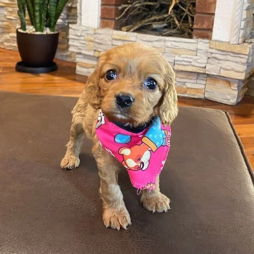 Comprar un perro cocker con tarjeta de crédito