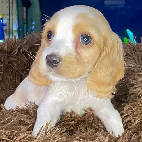 Comprar un cachorro cocker con factura y garantía