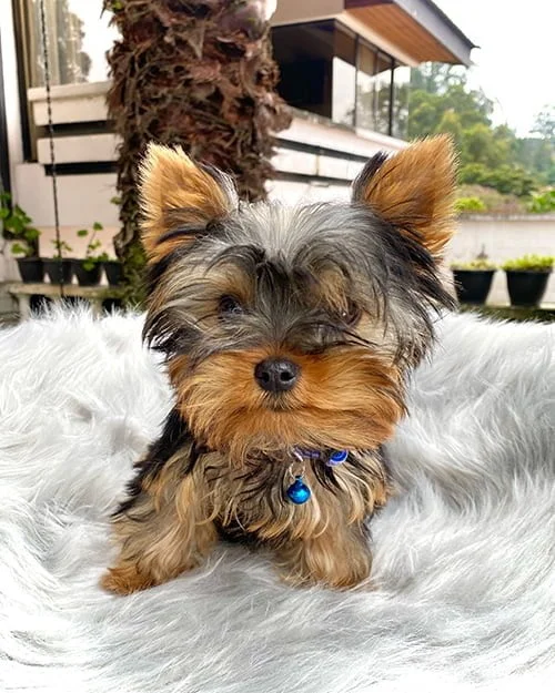 Yorkshire Terrier macho de venta en Ecuador Tienda de mascotas Super Pet