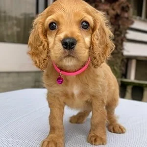 Venta de perros Cocker Spaniel, Inglés & Americano
