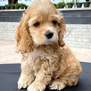 Venta de perros Cocker Spaniel, Inglés & Americano