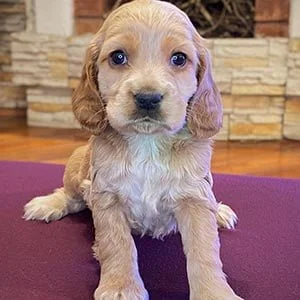 Venta de perros Cocker Spaniel, Inglés & Americano