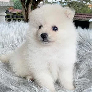 Perros pomerania de venta en Ecuador
