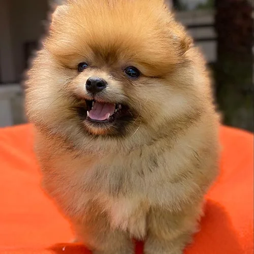 Venta de perros pomerania con tarjetas de crédito
