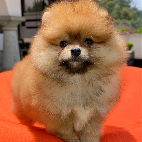 Adquiera su cachorro perros pomerania en una tienda autorizada