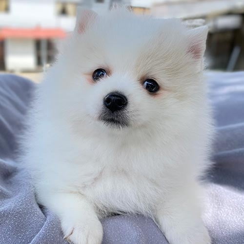Venta de perros pomerania con factura y garantía