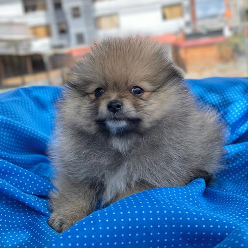 Venta de perros pomerania con factura y garantía