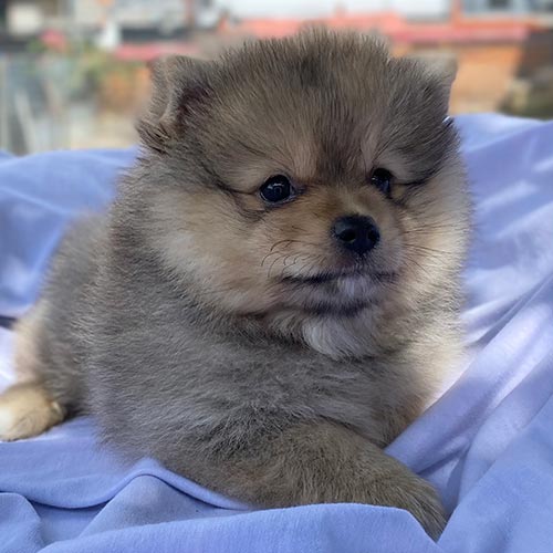 Venta de perros pomerania con factura y garantía