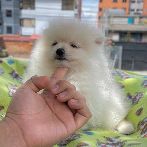 Venta de perros pomerania con factura y garantía