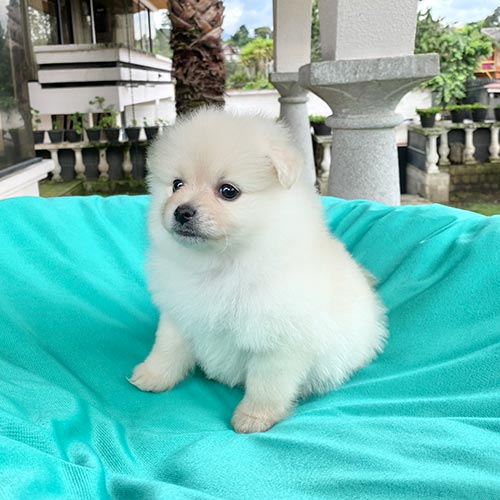 Venta de pomerania en Ecuador