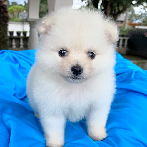 Venta de pomerania en Ecuador