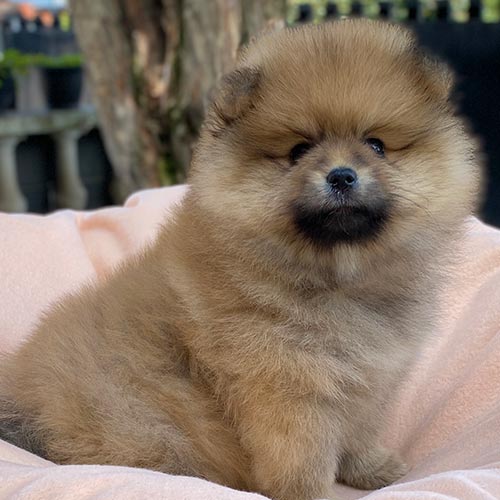 Perros pomerania de venta en Ecuador