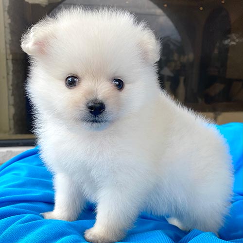 Adquiera su cachorro perros pomerania en una tienda autorizada