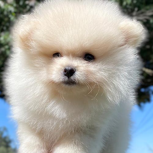 Venta de perros pomerania con tarjetas de crédito