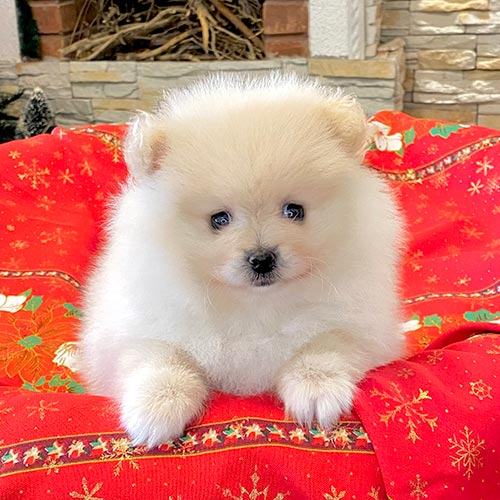 Venta de pomerania en Ecuador