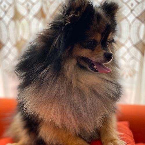 Venta de pomerania en Ecuador