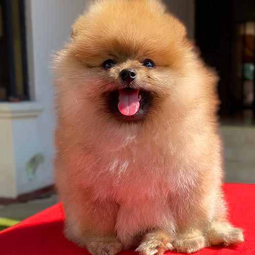 Perros pomerania de venta en Ecuador