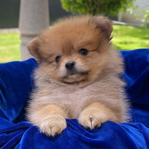 Venta de perros pomerania con factura y garantía
