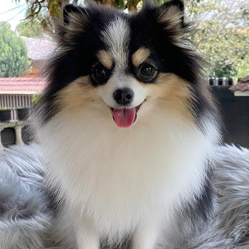 Perros pomerania de venta en Ecuador