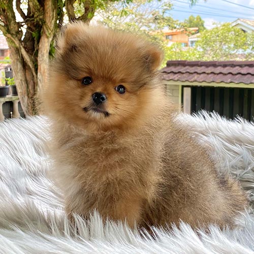 Adquiera su cachorro perros pomerania en una tienda autorizada