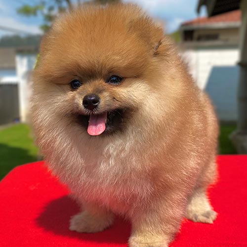 Venta de perros pomerania con tarjetas de crédito