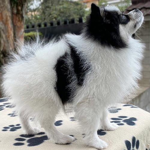 Venta de perros pomerania con factura y garantía