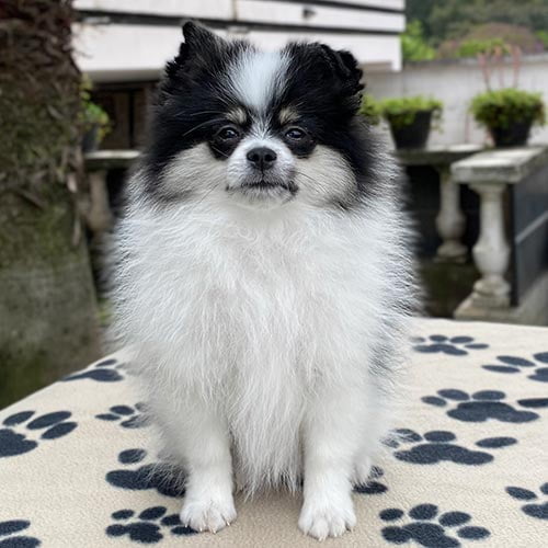 Descuentos si la compra de su perros pomerania es en efectivo