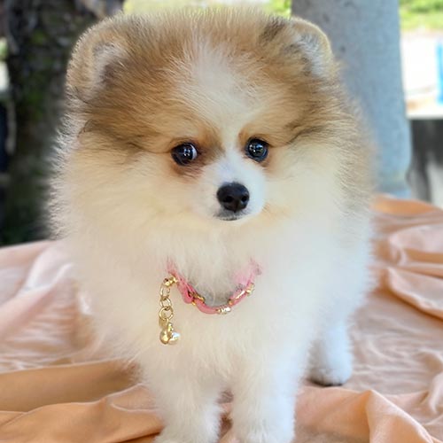 Cachorros pomerania de venta en Ecuador