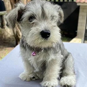 Cachorros Schnauzer Miniatura Grises