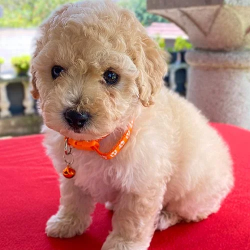 Descuentos si su compra es en efectivo