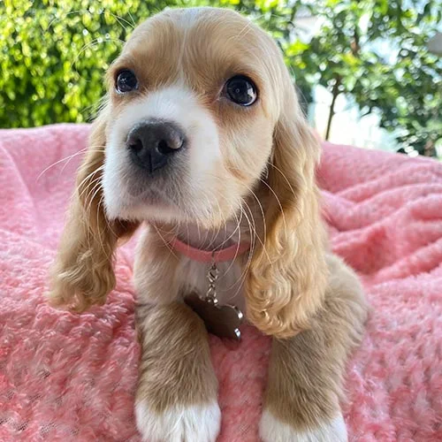 Precio de un perro cocker