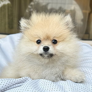 Perros pomerania de venta en Ecuador