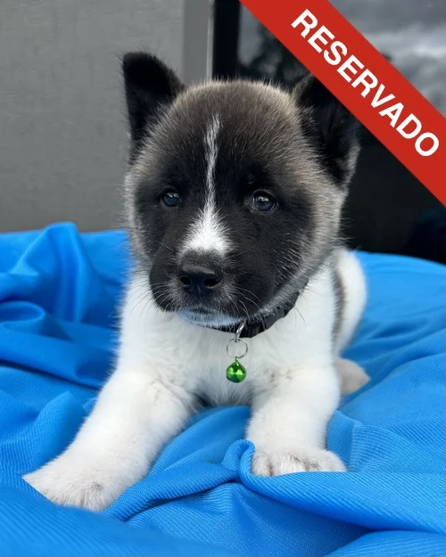 akita_6299
