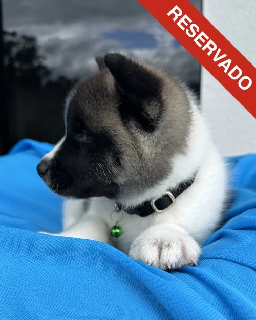 akita_6303