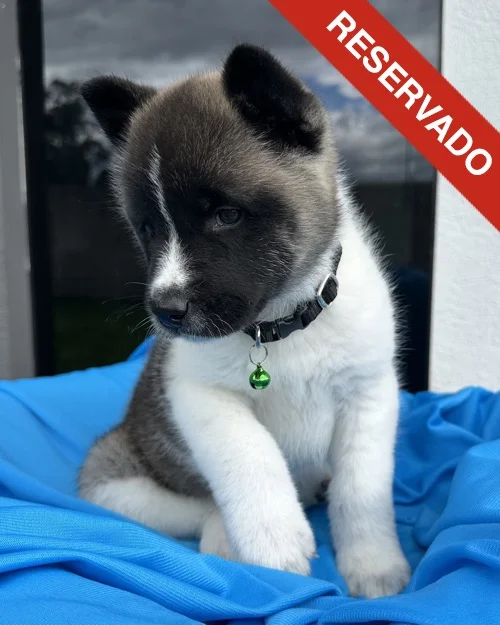 akita_6320