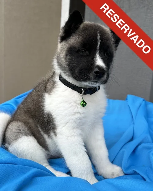 akita_6331