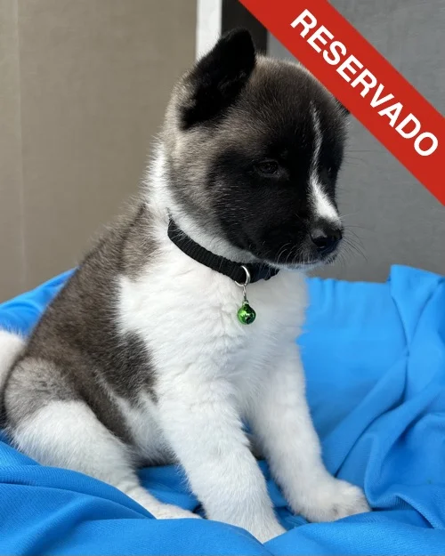akita_6332