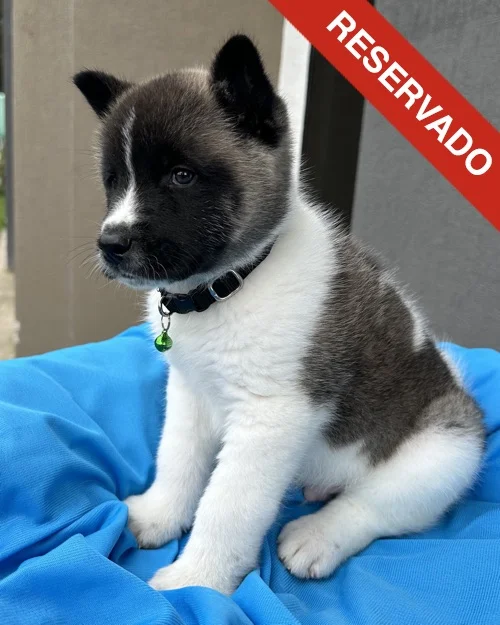 akita_6338